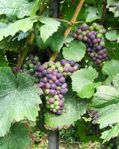 Champagne - Pinot Noir - Veraison - 2006/08/27